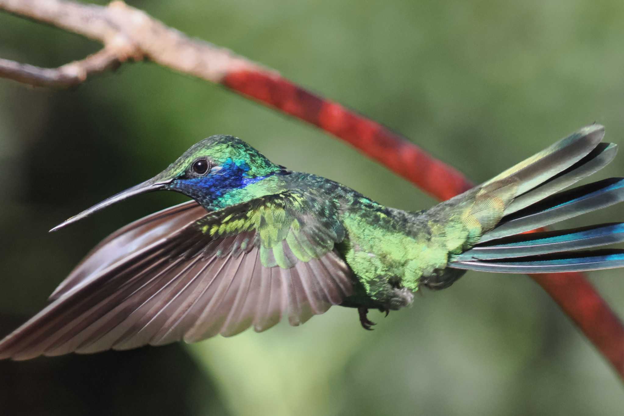 Photo of Sparkling Violetear at Mindo(Ecuador) by 藤原奏冥