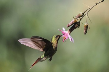 エメラルドテリオハチドリ