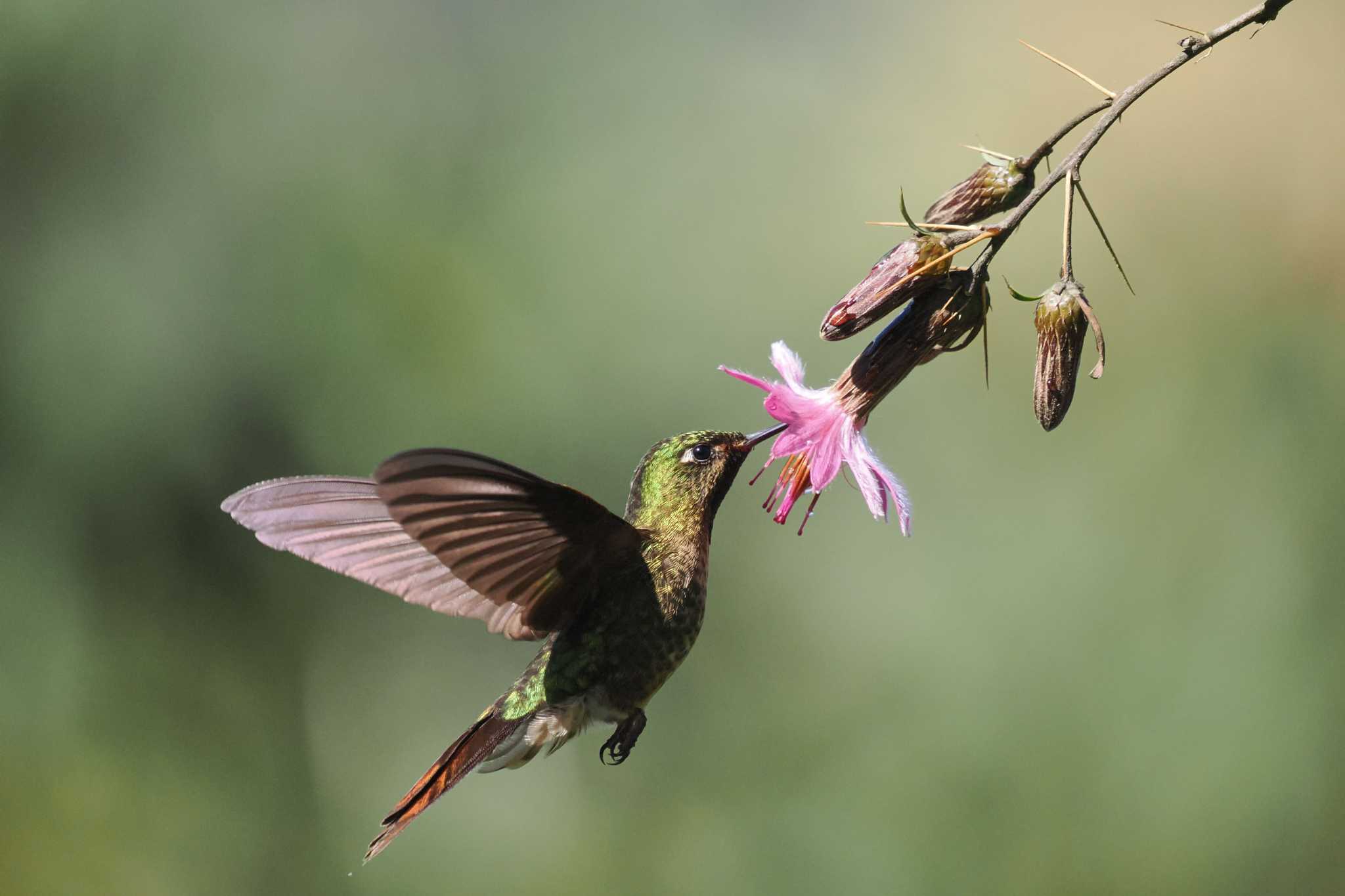 Mindo(Ecuador) エメラルドテリオハチドリの写真 by 藤原奏冥