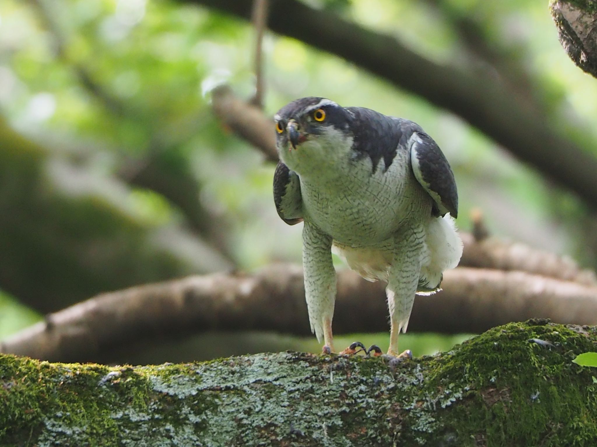 Photo of Eurasian Goshawk at Akigase Park by mk623