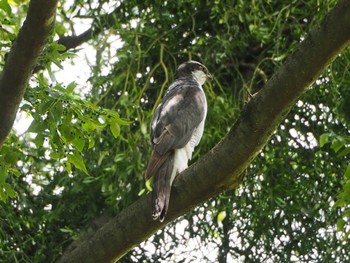 Eurasian Goshawk Akigase Park Sat, 5/6/2023