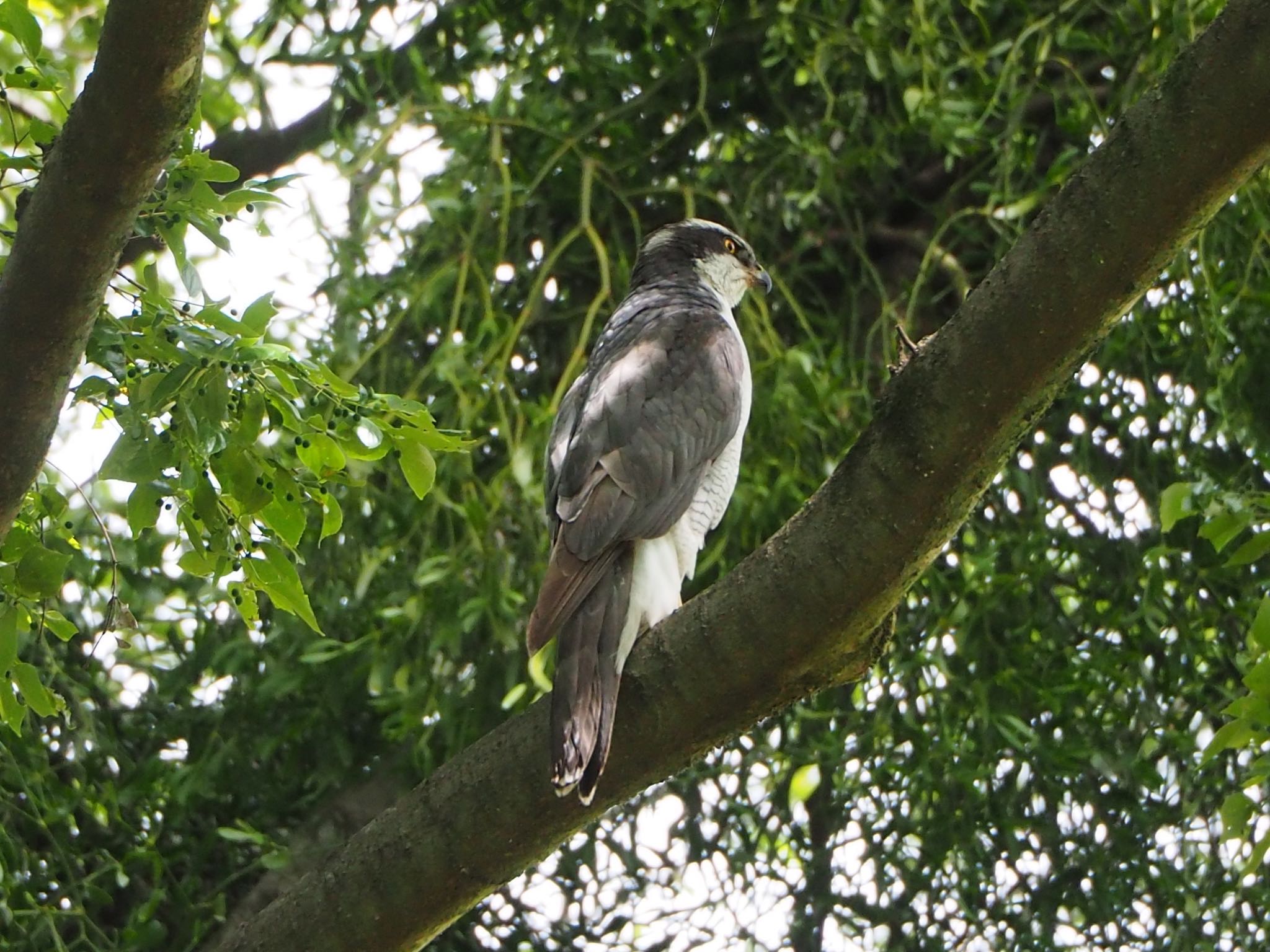 Photo of Eurasian Goshawk at Akigase Park by mk623