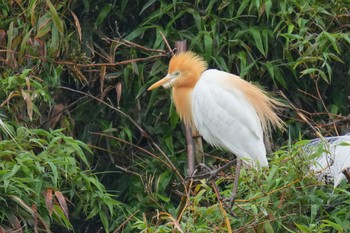 2023年5月20日(土) 越谷サギコロニーの野鳥観察記録