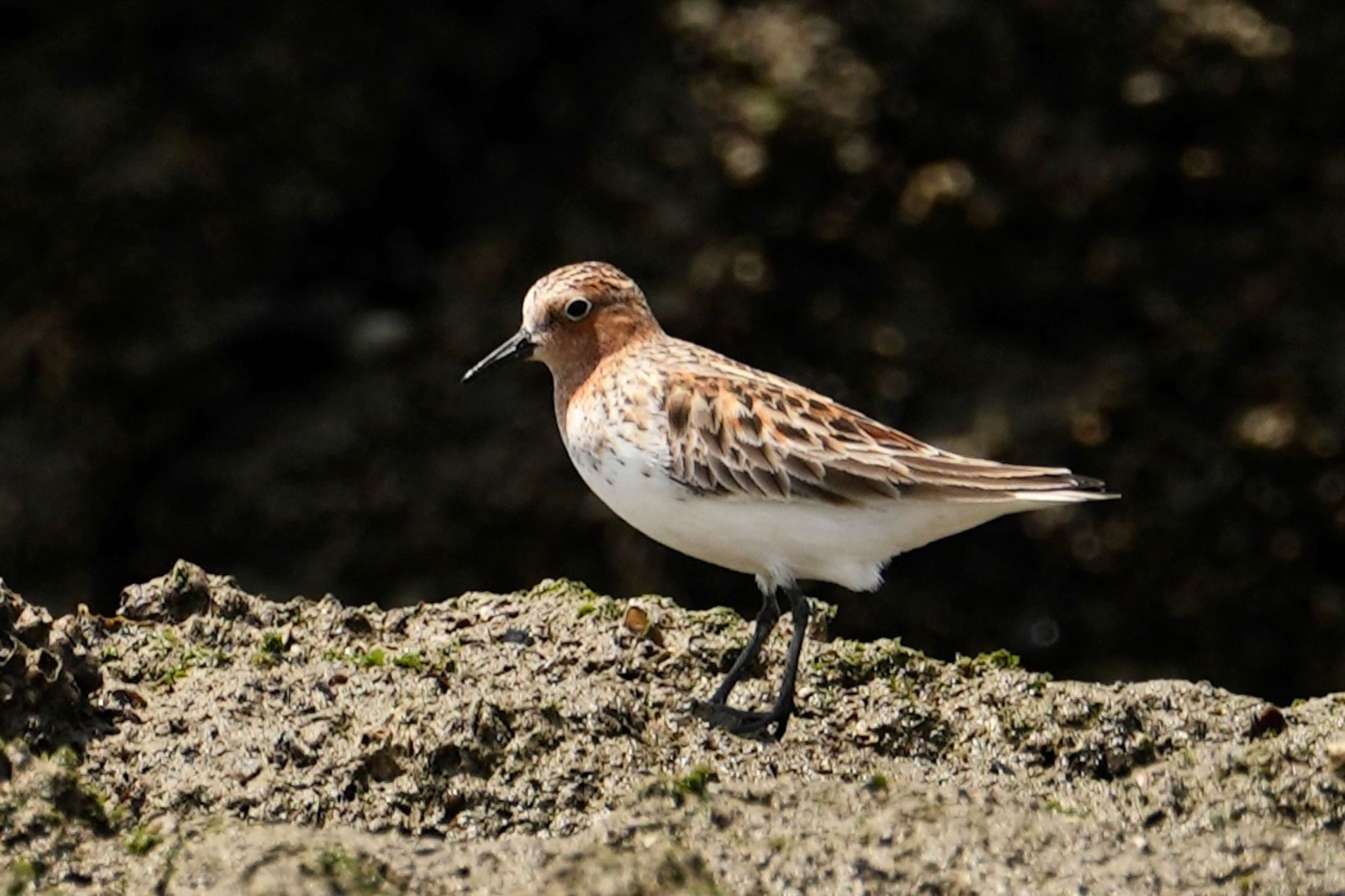 Photo of Red-necked Stint at 甲子園浜(兵庫県西宮市) by Rikaooooo