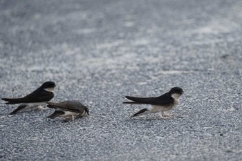 Asian House Martin 恵曇漁港 Sat, 5/20/2023