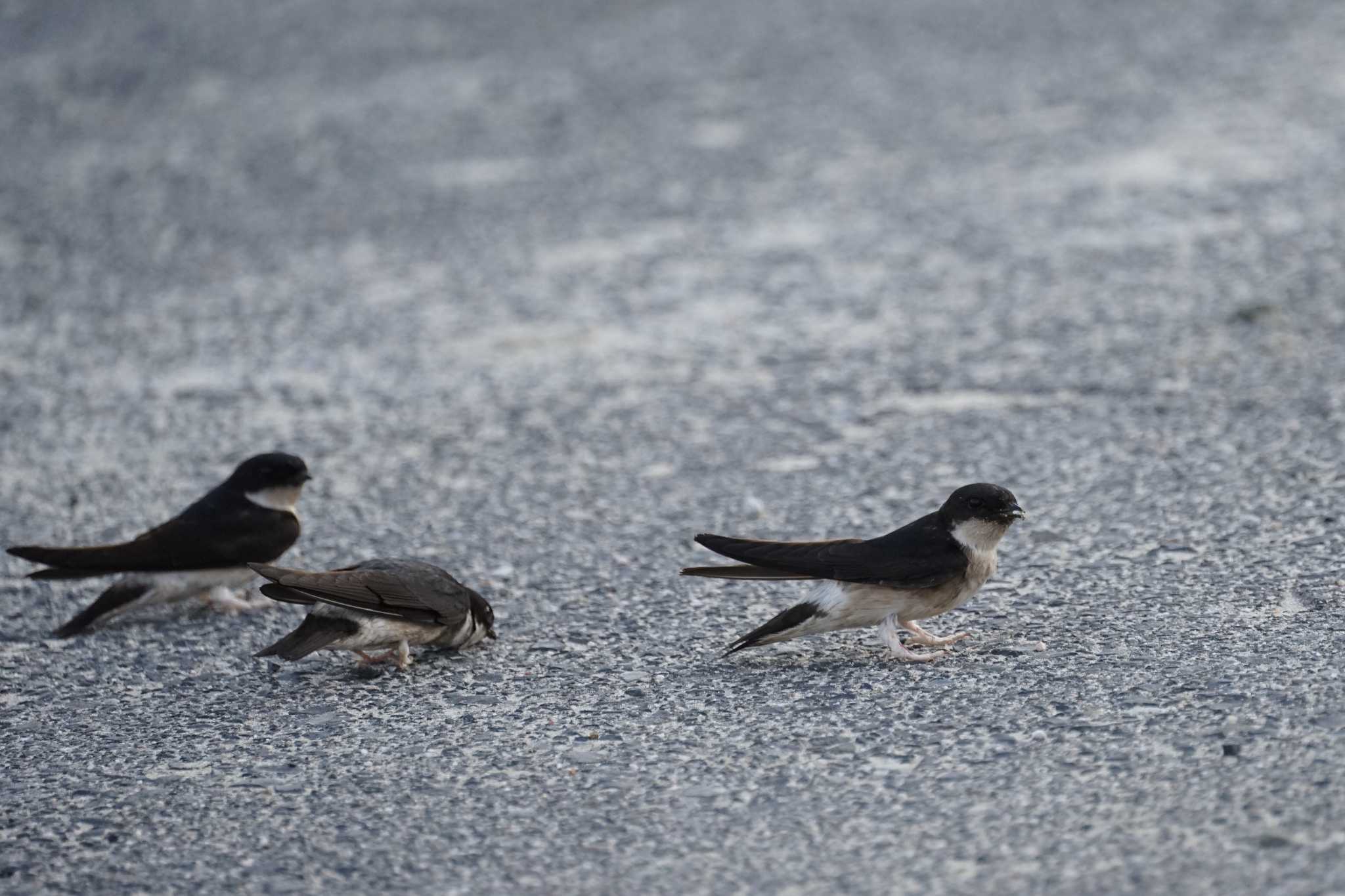 Asian House Martin