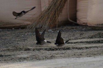 Asian House Martin 恵曇漁港 Sat, 5/20/2023