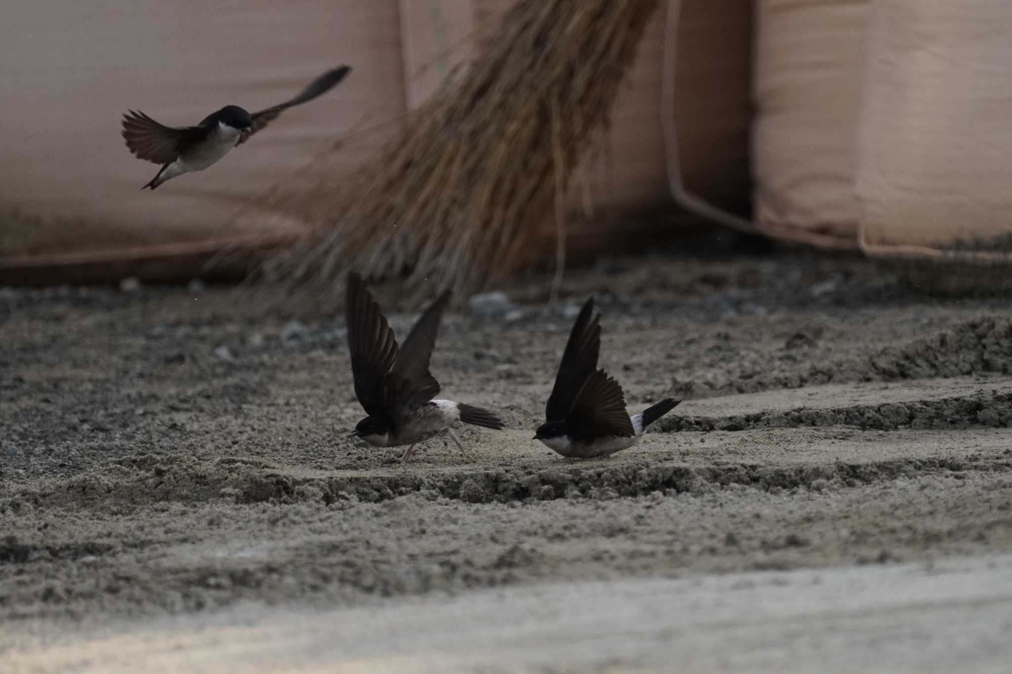 Photo of Asian House Martin at 恵曇漁港 by ひらも