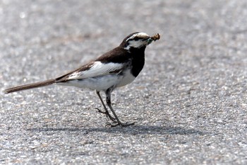 2018年7月1日(日) 滋賀県びわこ地球市民の森の野鳥観察記録