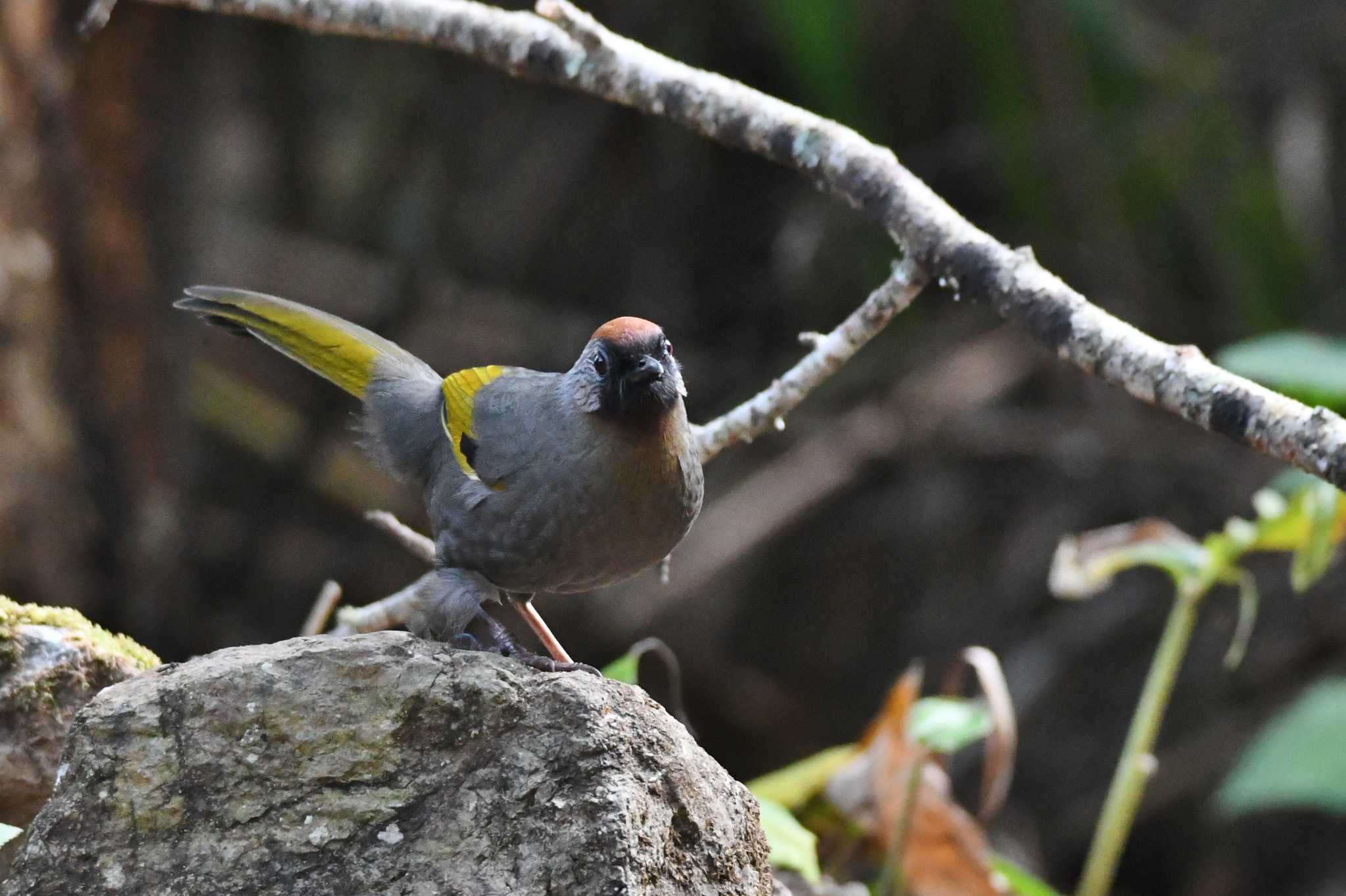 Silver-eared Laughingthrush