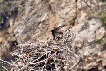 2023年5月20日(土) 山口県の野鳥観察記録