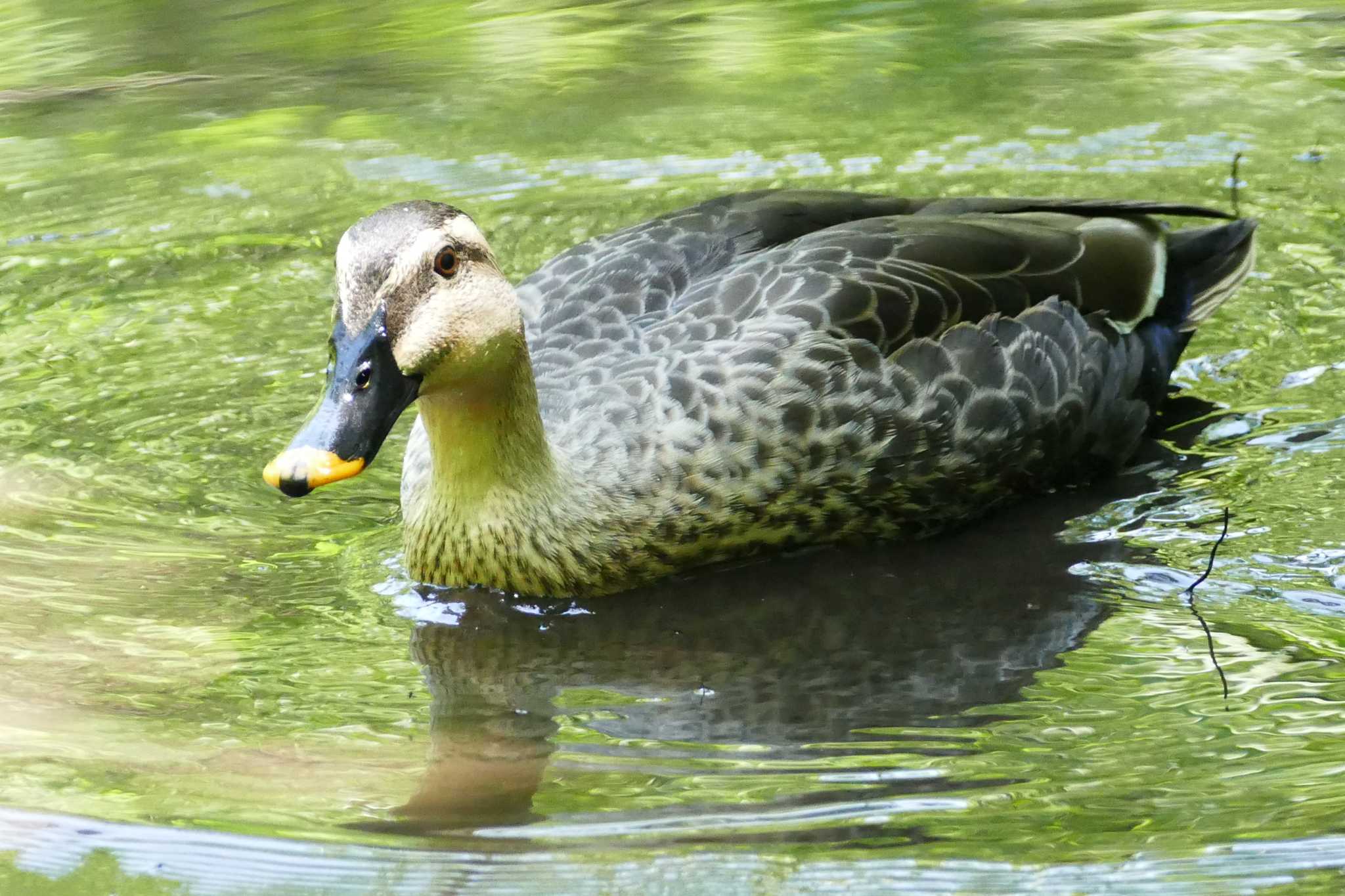 Photo of Eastern Spot-billed Duck at 東京都 by アカウント5509