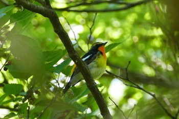 Narcissus Flycatcher 東京都 Tue, 5/16/2023