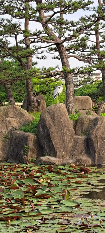 アオサギ 長居植物園 2023年5月12日(金)