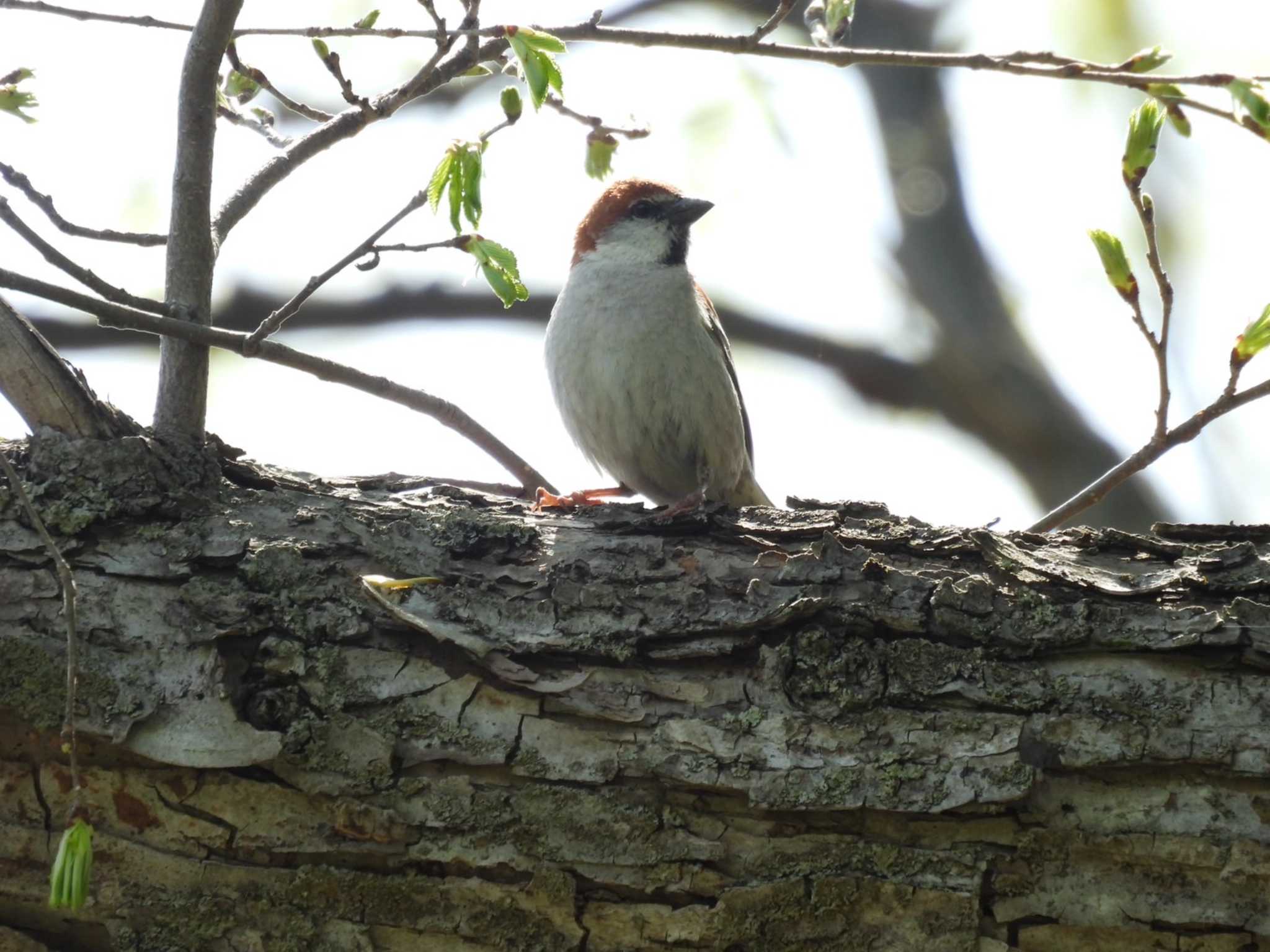 Photo of Russet Sparrow at Makomanai Park by ノビタキ王国の住民 