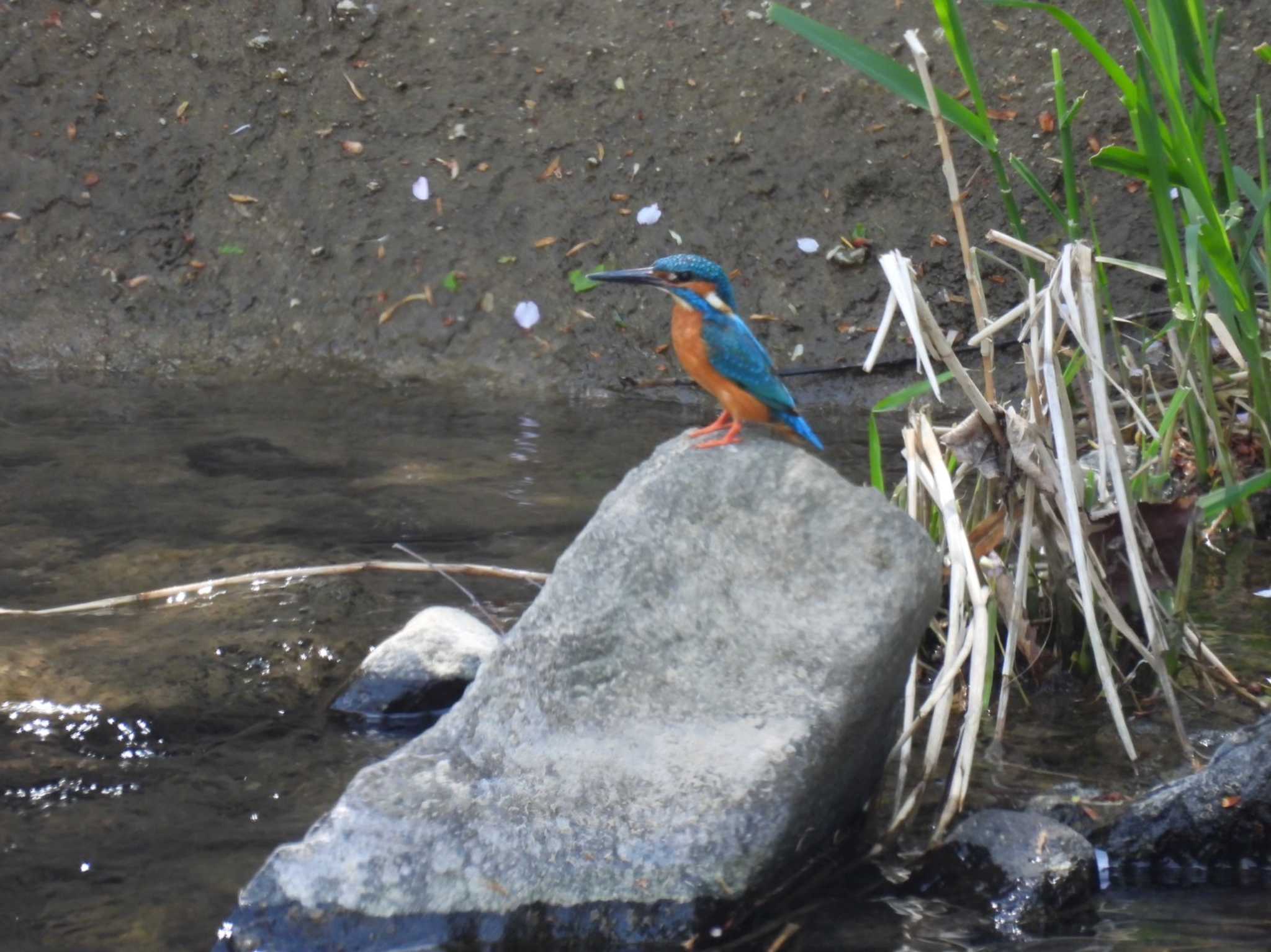 Photo of Common Kingfisher at Makomanai Park by ノビタキ王国の住民 
