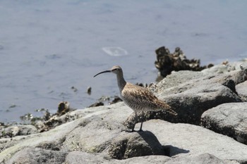 Eurasian Whimbrel Gonushi Coast Sat, 5/20/2023