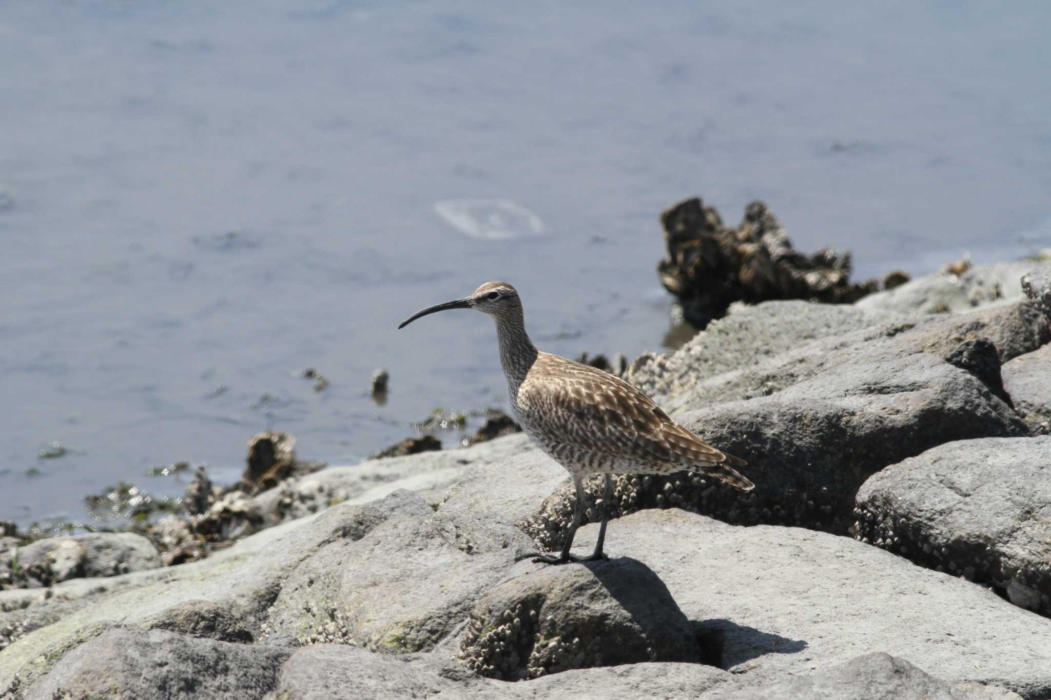 Photo of Eurasian Whimbrel at Gonushi Coast by サンダーバード