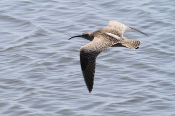 Eurasian Whimbrel Gonushi Coast Sat, 5/20/2023