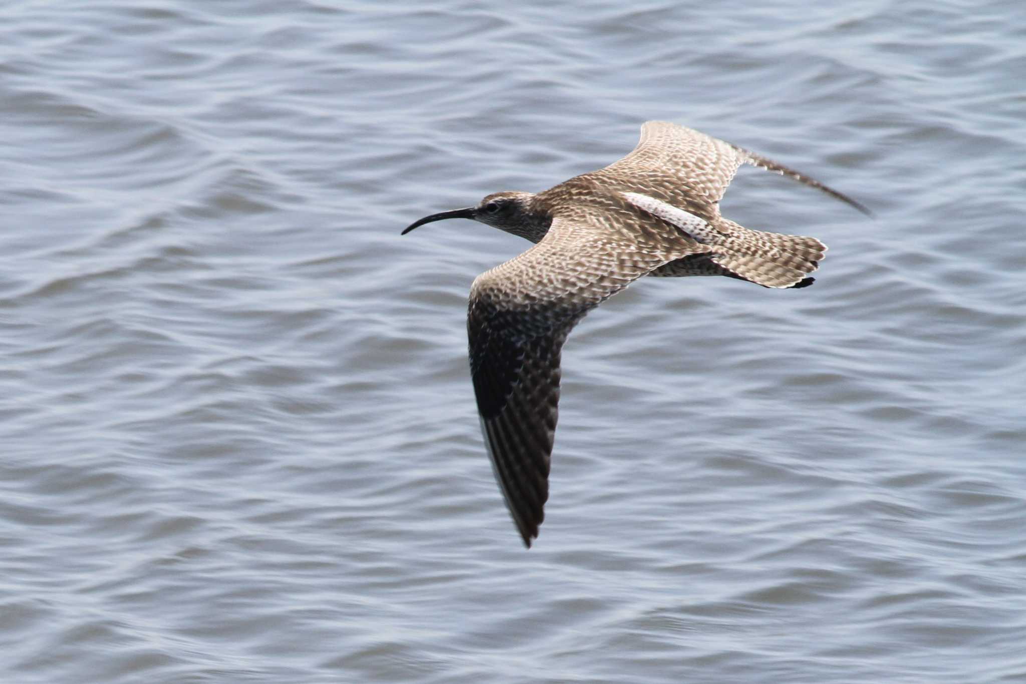 Photo of Eurasian Whimbrel at Gonushi Coast by サンダーバード