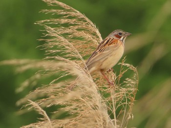 2023年5月20日(土) 軽井沢発地の野鳥観察記録