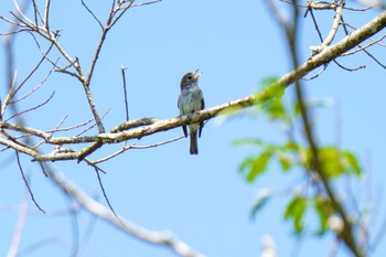Asian Brown Flycatcher 愛知県緑化センター 昭和の森 Sat, 5/20/2023
