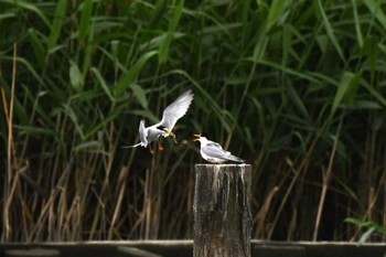 Sat, 5/6/2023 Birding report at Isanuma