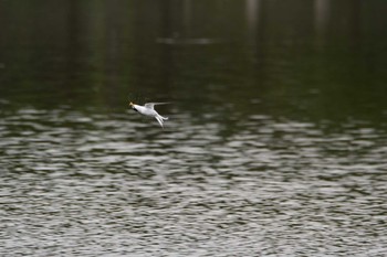 Little Tern Isanuma Sat, 5/6/2023