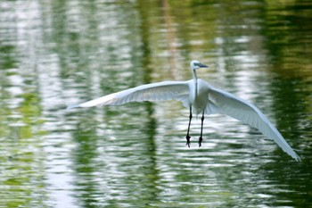 ダイサギ 於大公園 2023年5月20日(土)