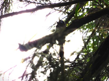 2023年5月20日(土) 八王子城跡の野鳥観察記録