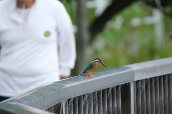 Common Kingfisher 門池公園(沼津市) Sat, 5/20/2023