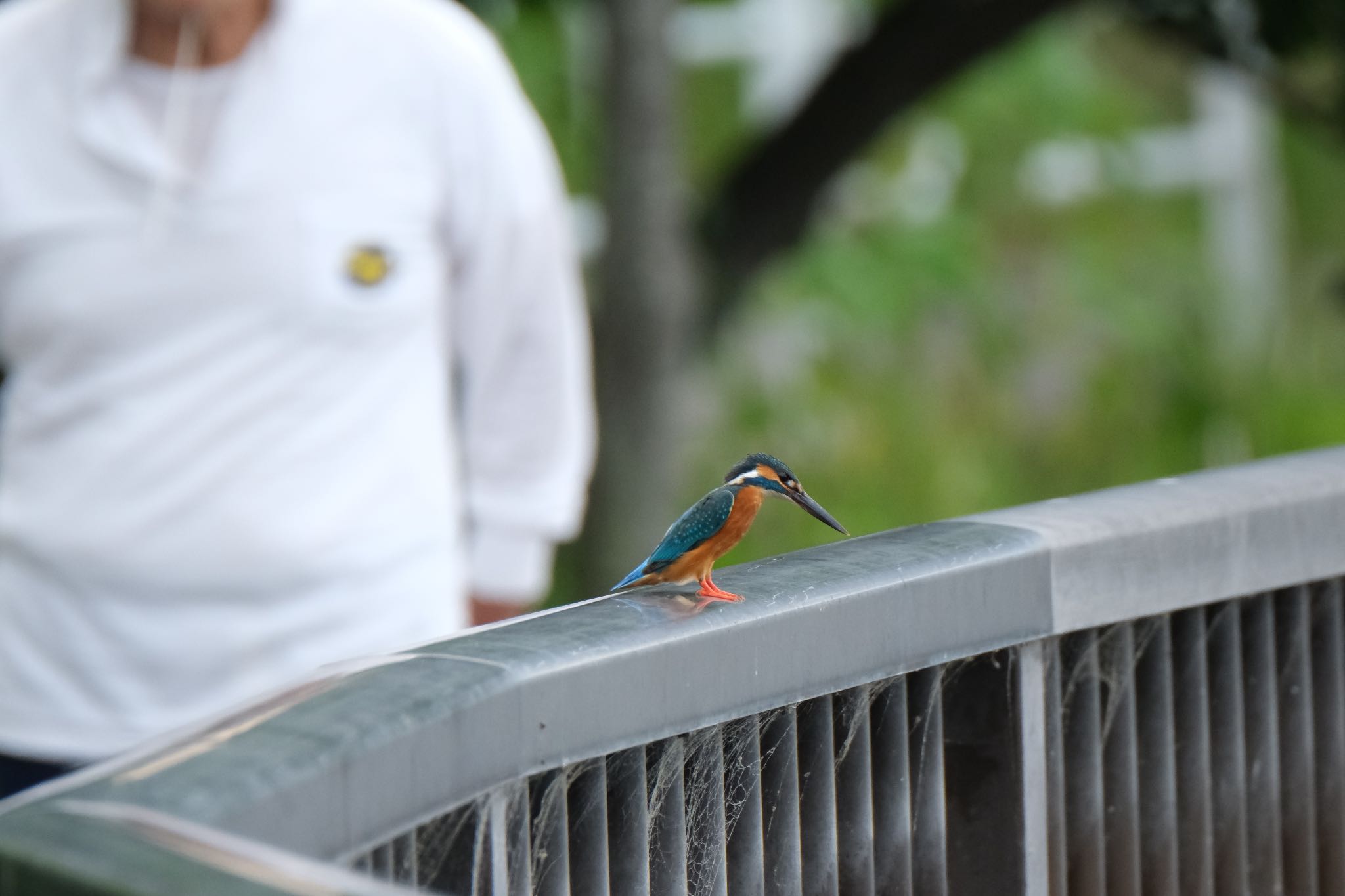 Common Kingfisher