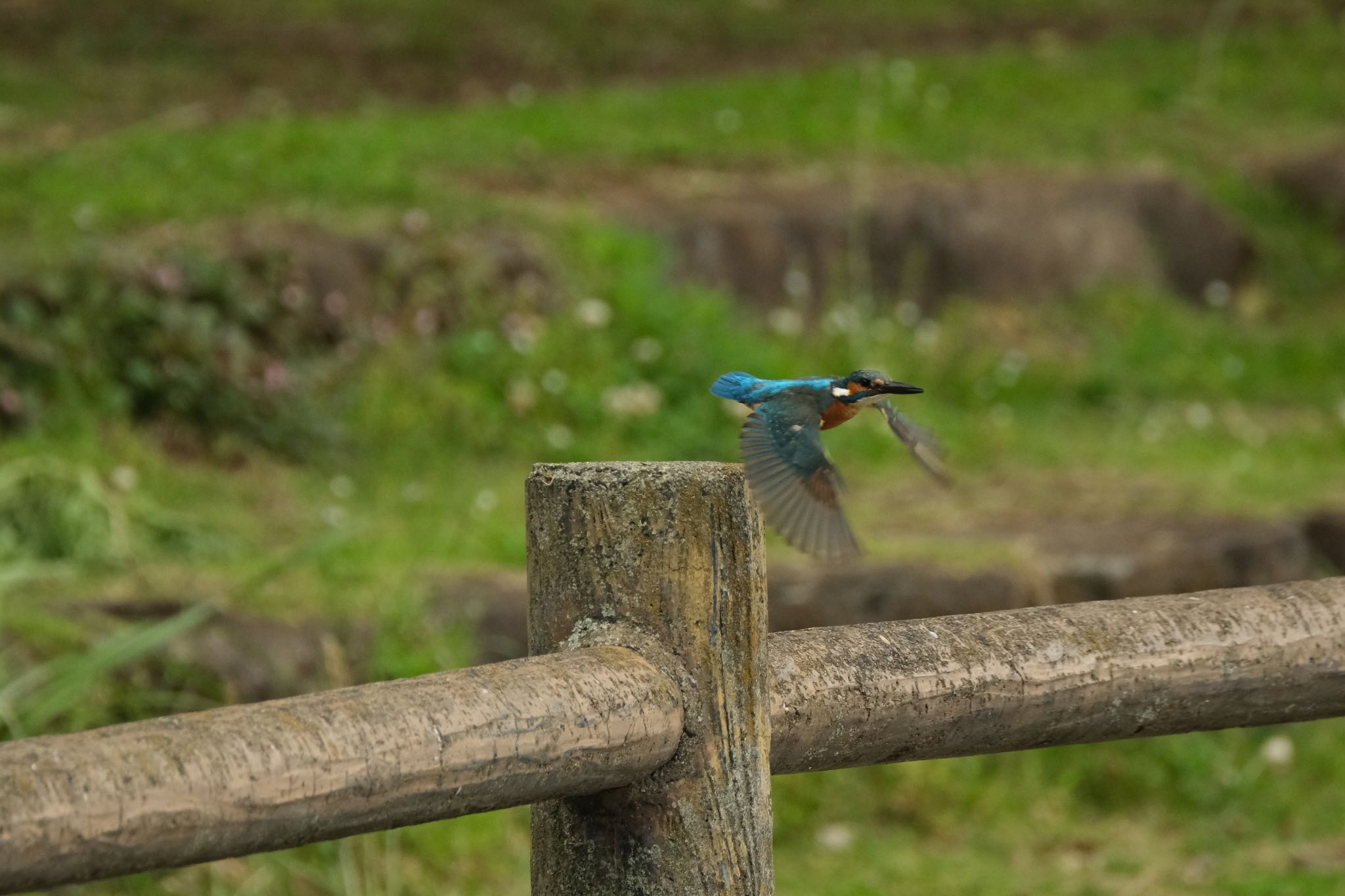 カワセミ