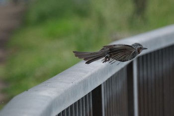 Brown-eared Bulbul 門池公園(沼津市) Sat, 5/20/2023