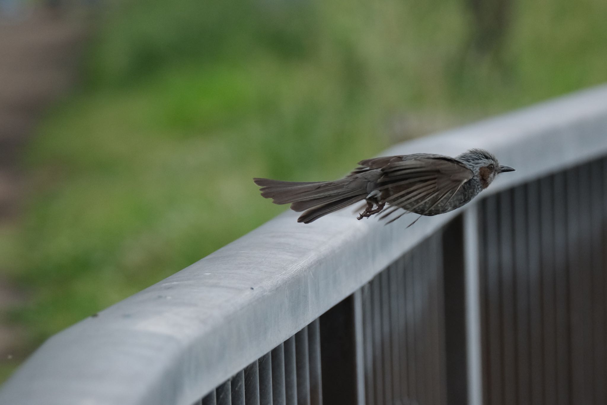 Photo of Brown-eared Bulbul at 門池公園(沼津市) by ポン介