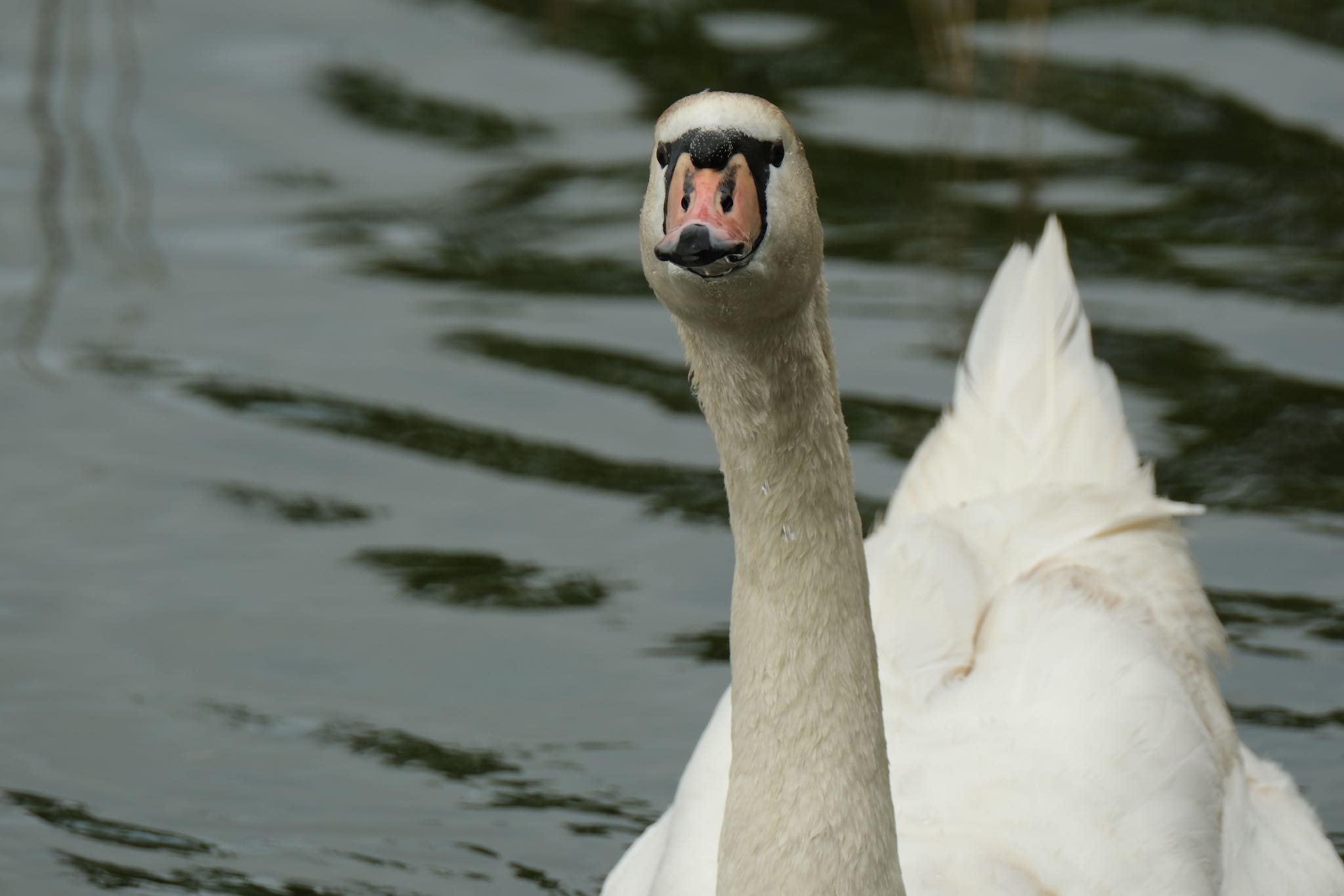 Photo of Mute Swan at 門池公園(沼津市) by ポン介