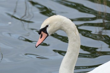 Mute Swan 門池公園(沼津市) Sat, 5/20/2023