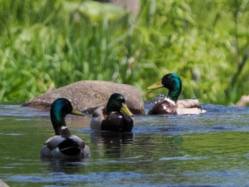 2023年5月20日(土) 福井緑地(札幌市西区)の野鳥観察記録