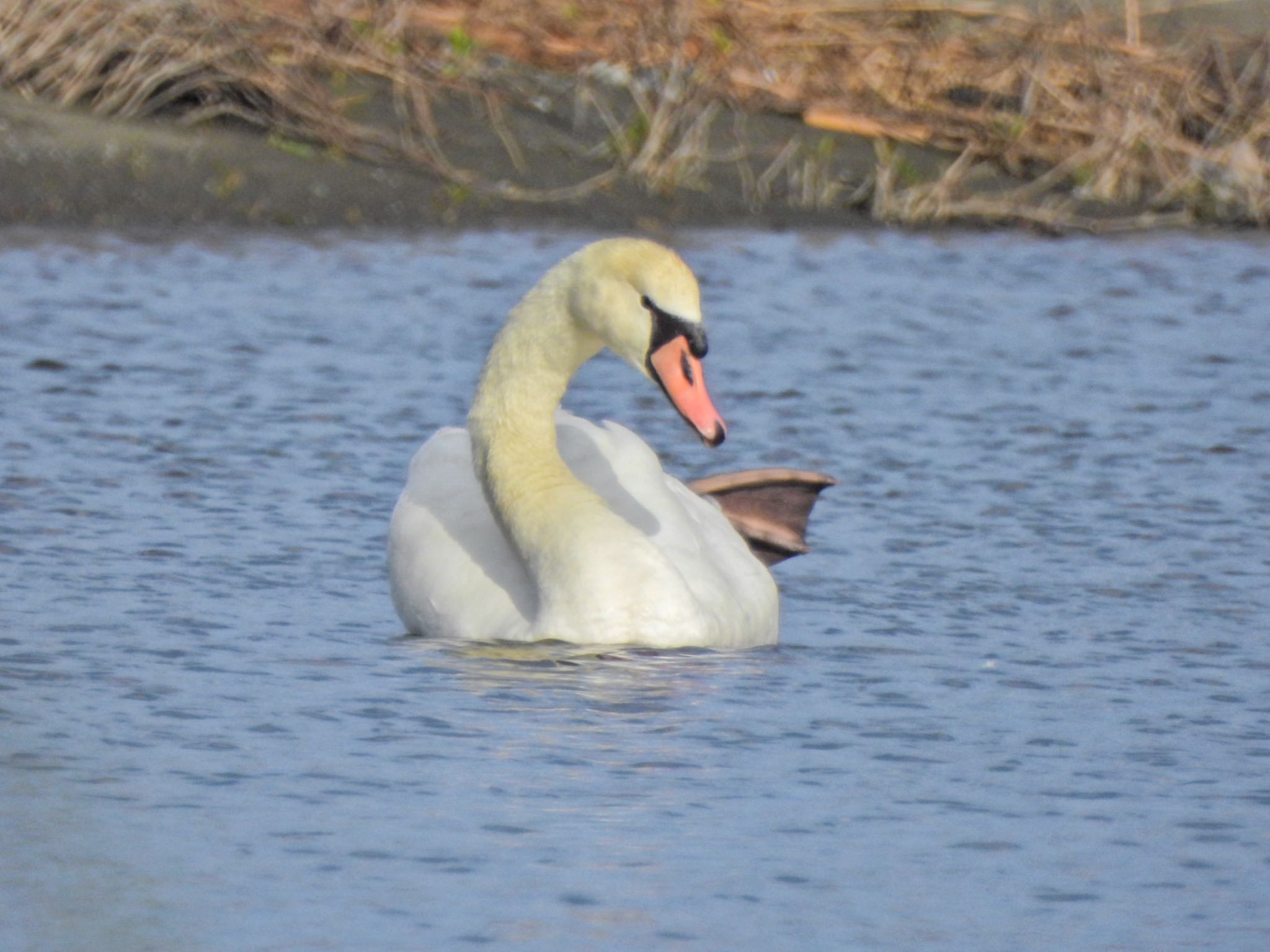 Mute Swan