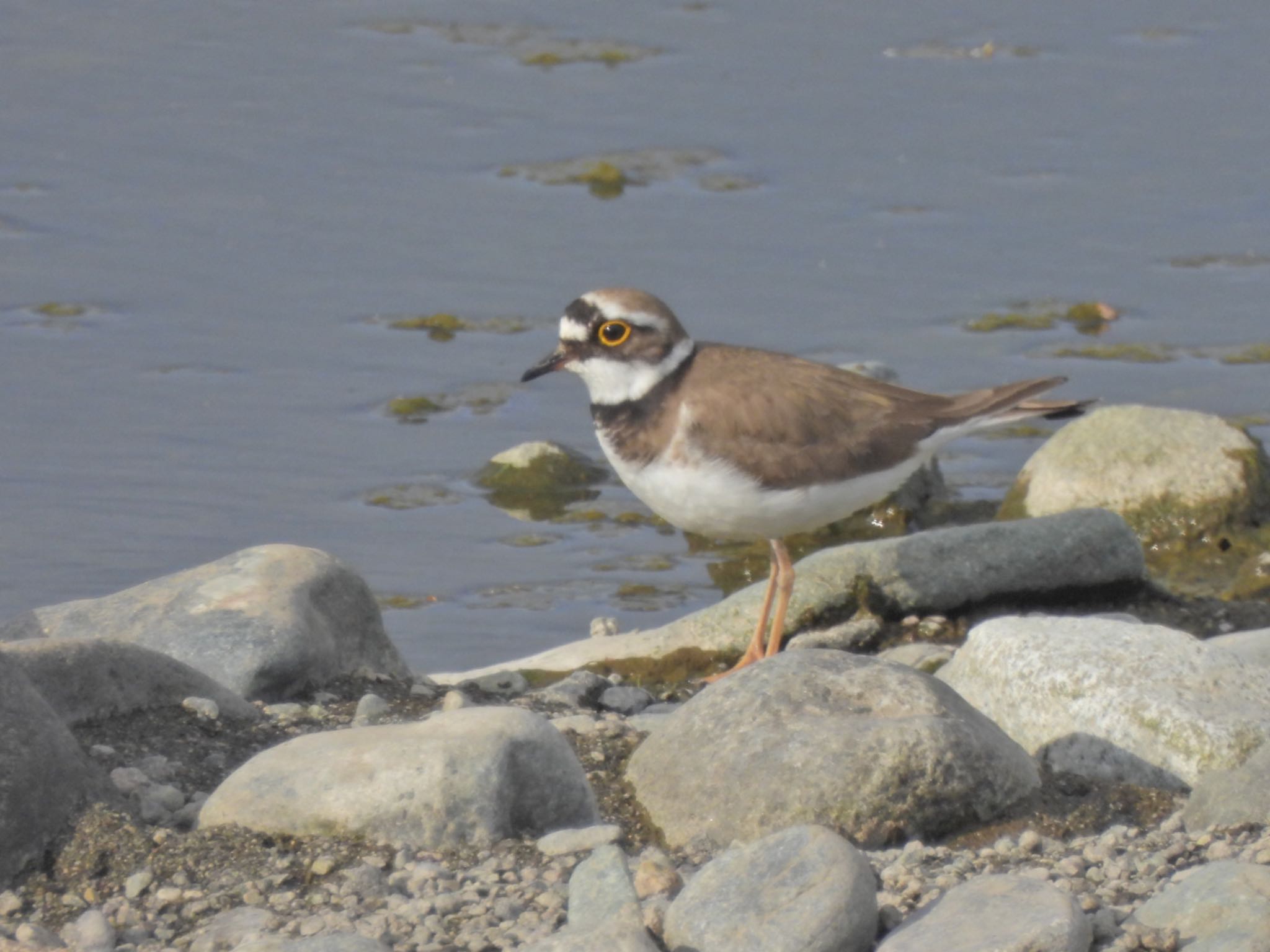 Little Ringed Plover