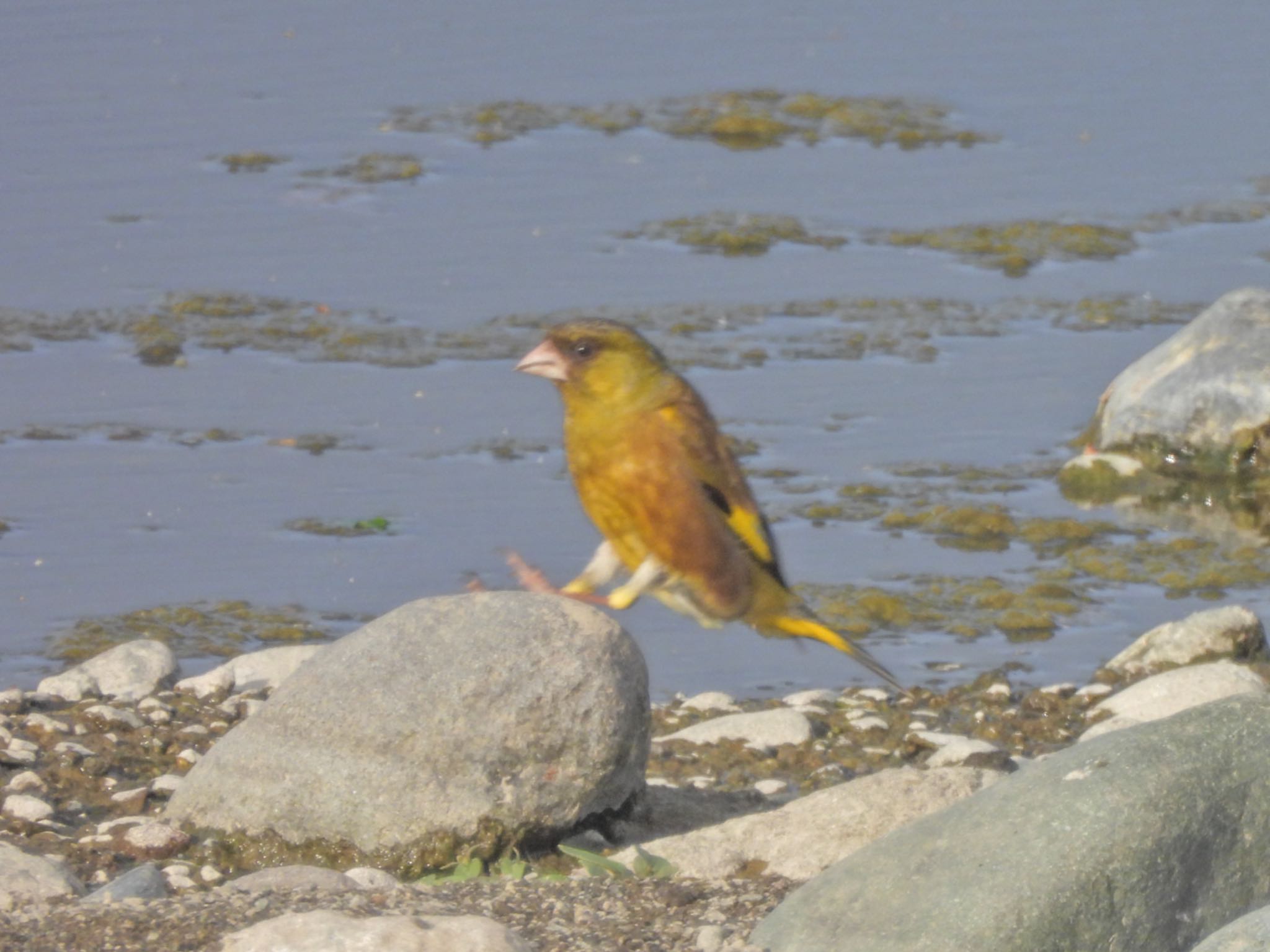 Grey-capped Greenfinch