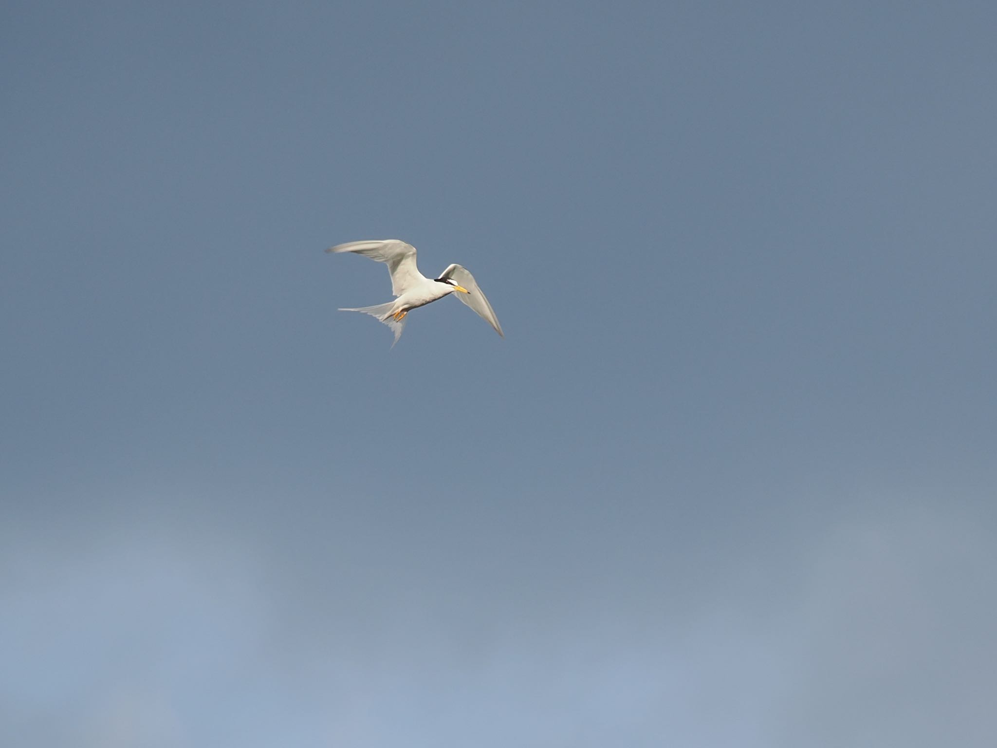 Little Tern