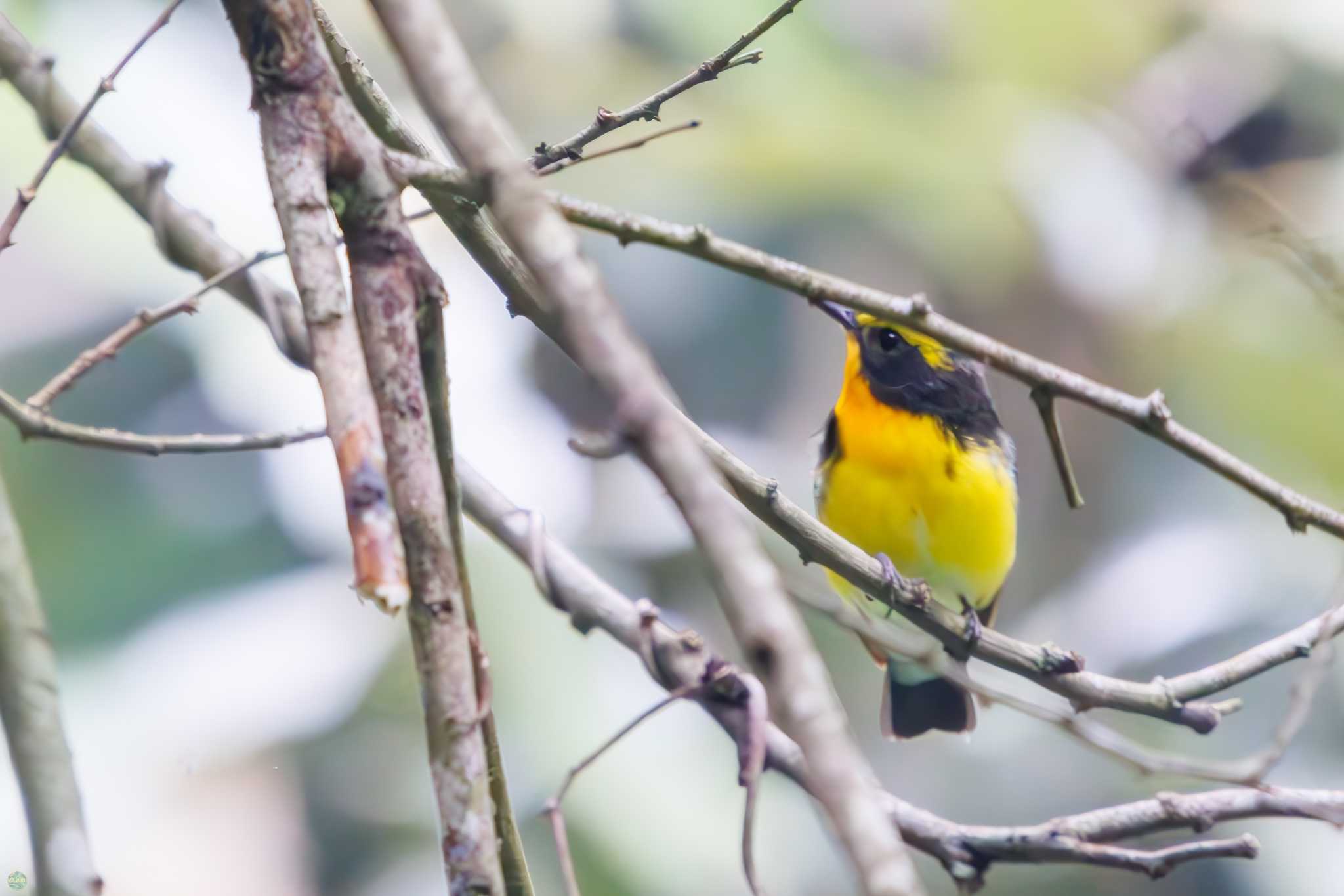 Narcissus Flycatcher