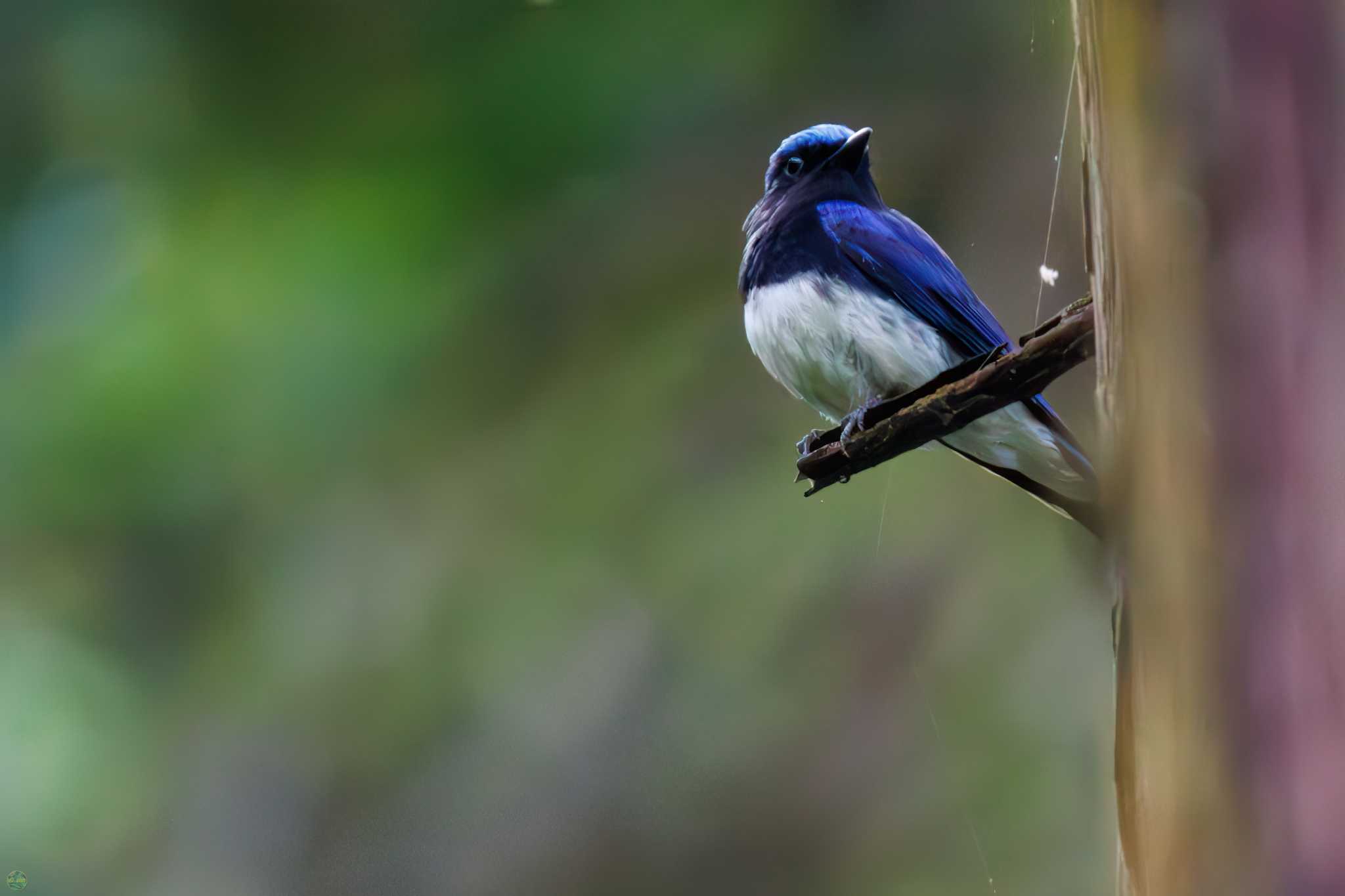 Blue-and-white Flycatcher