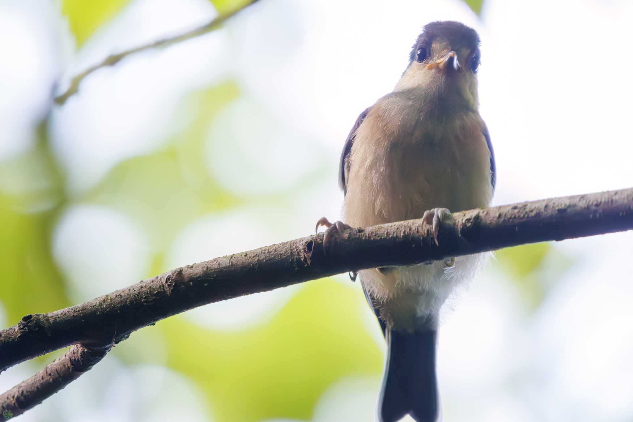 Varied Tit