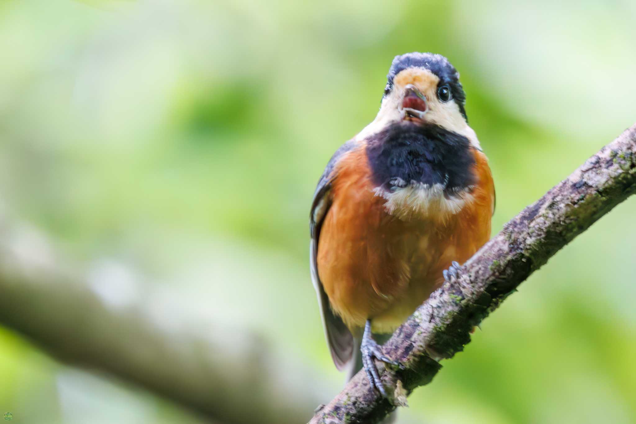 Varied Tit