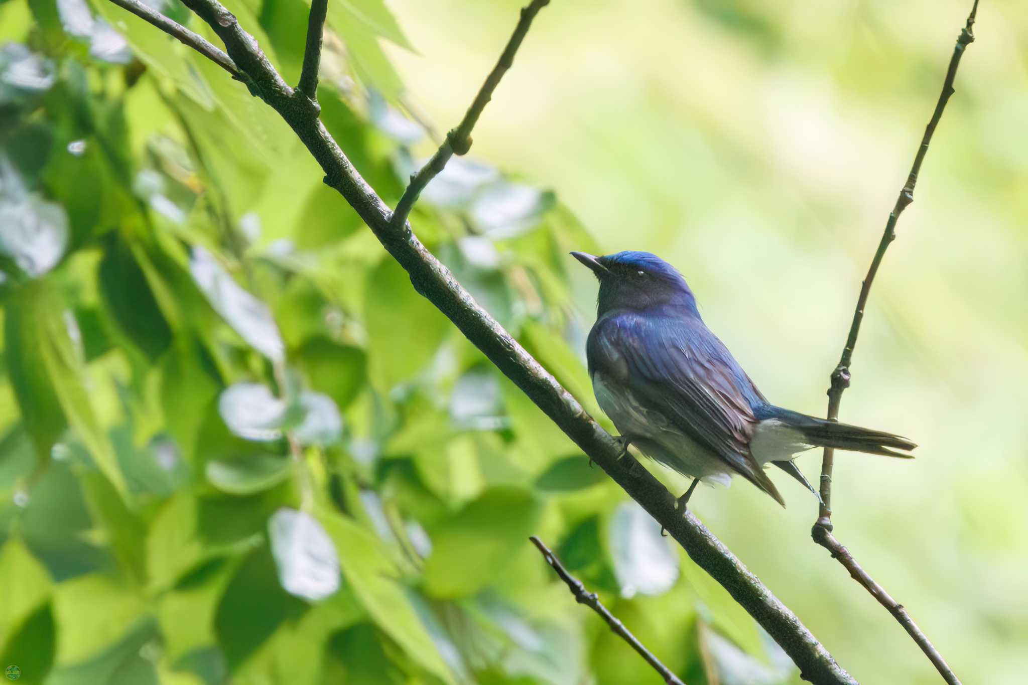 Photo of Blue-and-white Flycatcher at Moritogawa by d3_plus