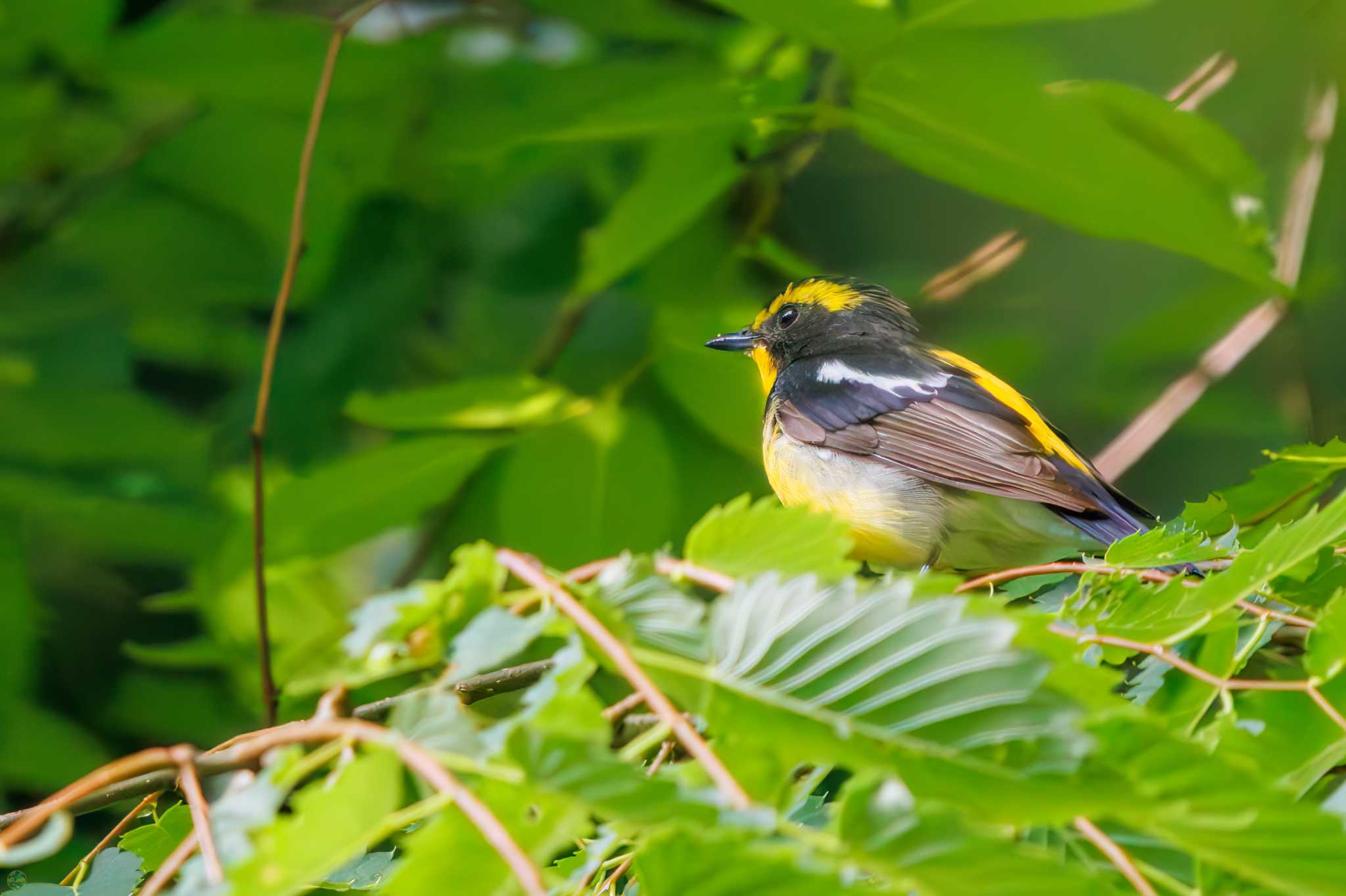 Narcissus Flycatcher