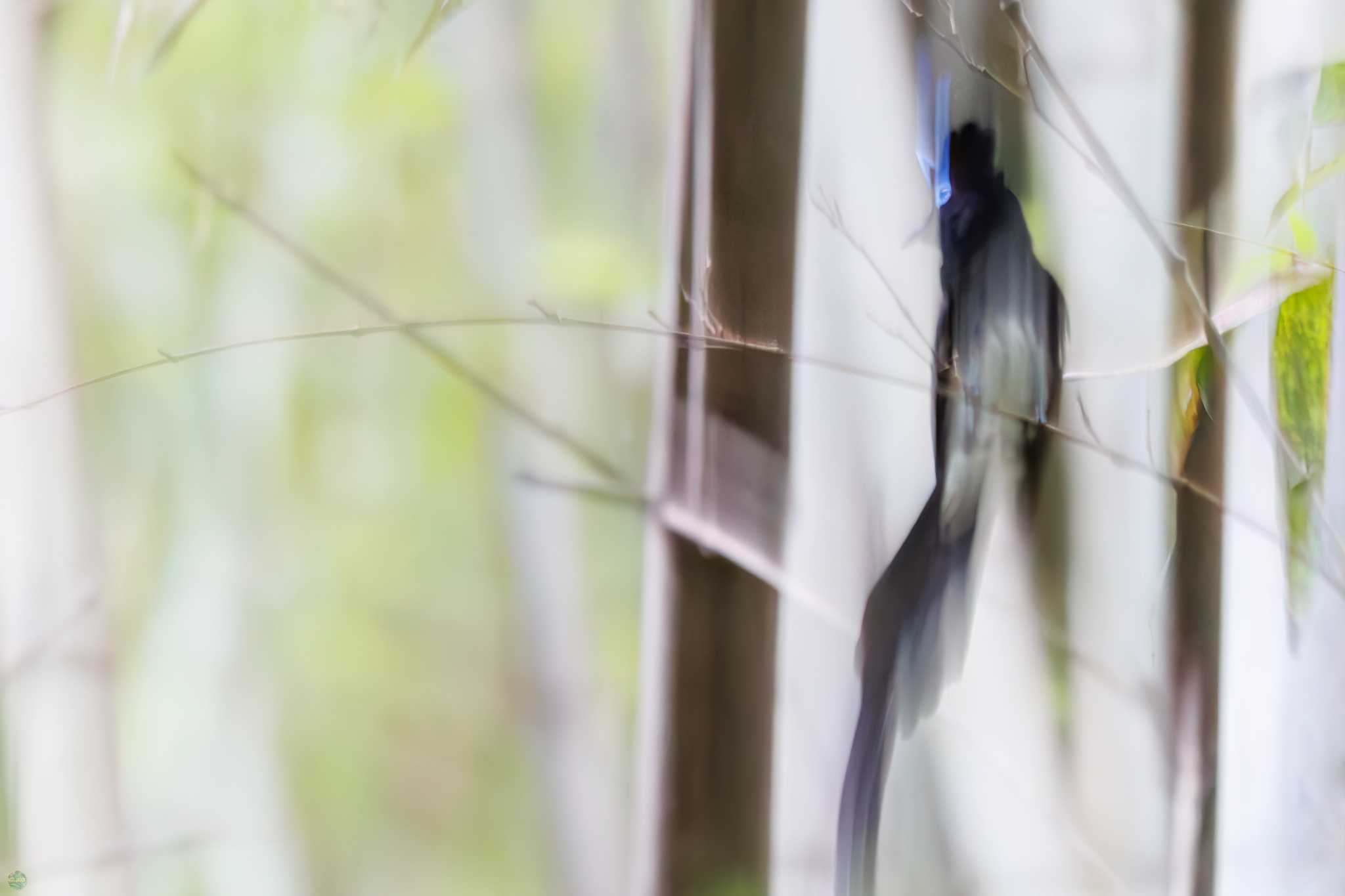 Photo of Black Paradise Flycatcher at Moritogawa by d3_plus