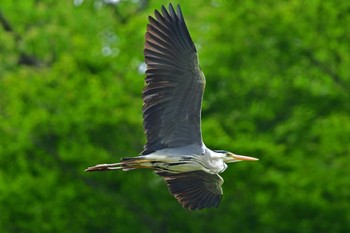 アオサギ 青葉山公園 2023年5月20日(土)